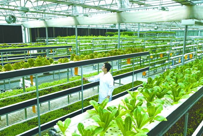 农业技术 番石榴病虫害绿色防控技术方案